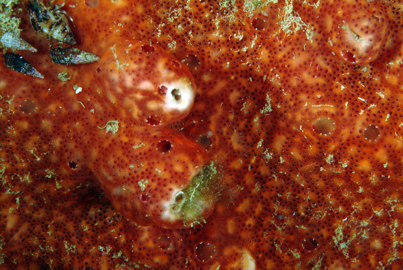 Ascidia coloniale Polysyncraton lacazei